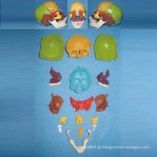 Modelo natural do esqueleto do crânio humano para o ensino médico (R050130)